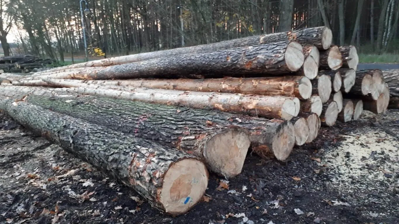 Baumstämme liegen aufeinander